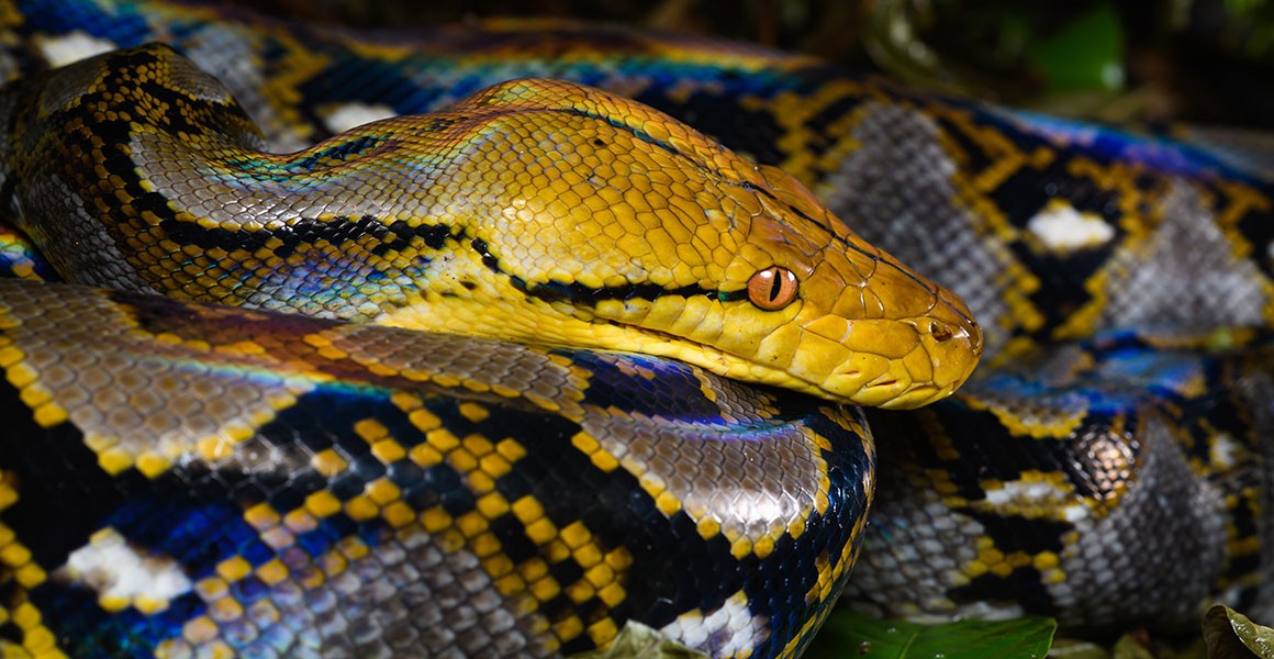 World’s longest, heaviest snakes