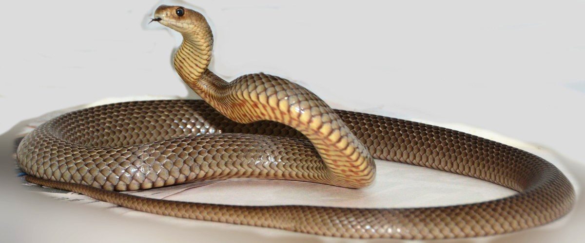 Woman regrets buying snake-infested house with life savings