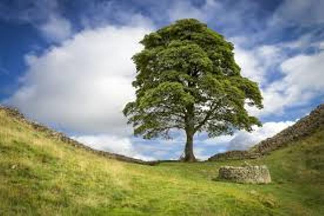 Men bag four years jail term for felling tree